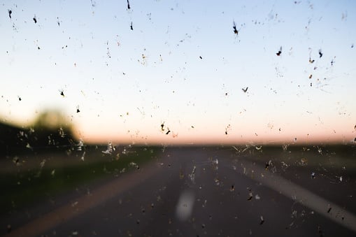 Des insectes collés au pare-brise de votre voiture ? Éliminez-les !